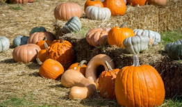 江苏吃瓜爆料是真的吗